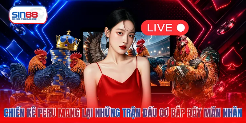 Chiến kê Peru mang lại những trận đấu cơ bắp đầy mãn nhãn